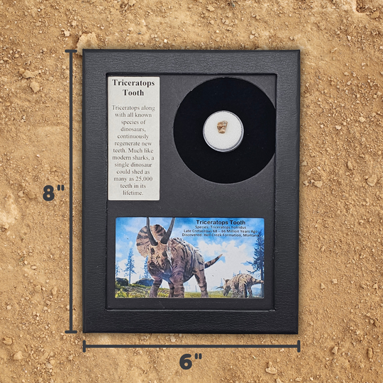 Triceratops Tooth Display