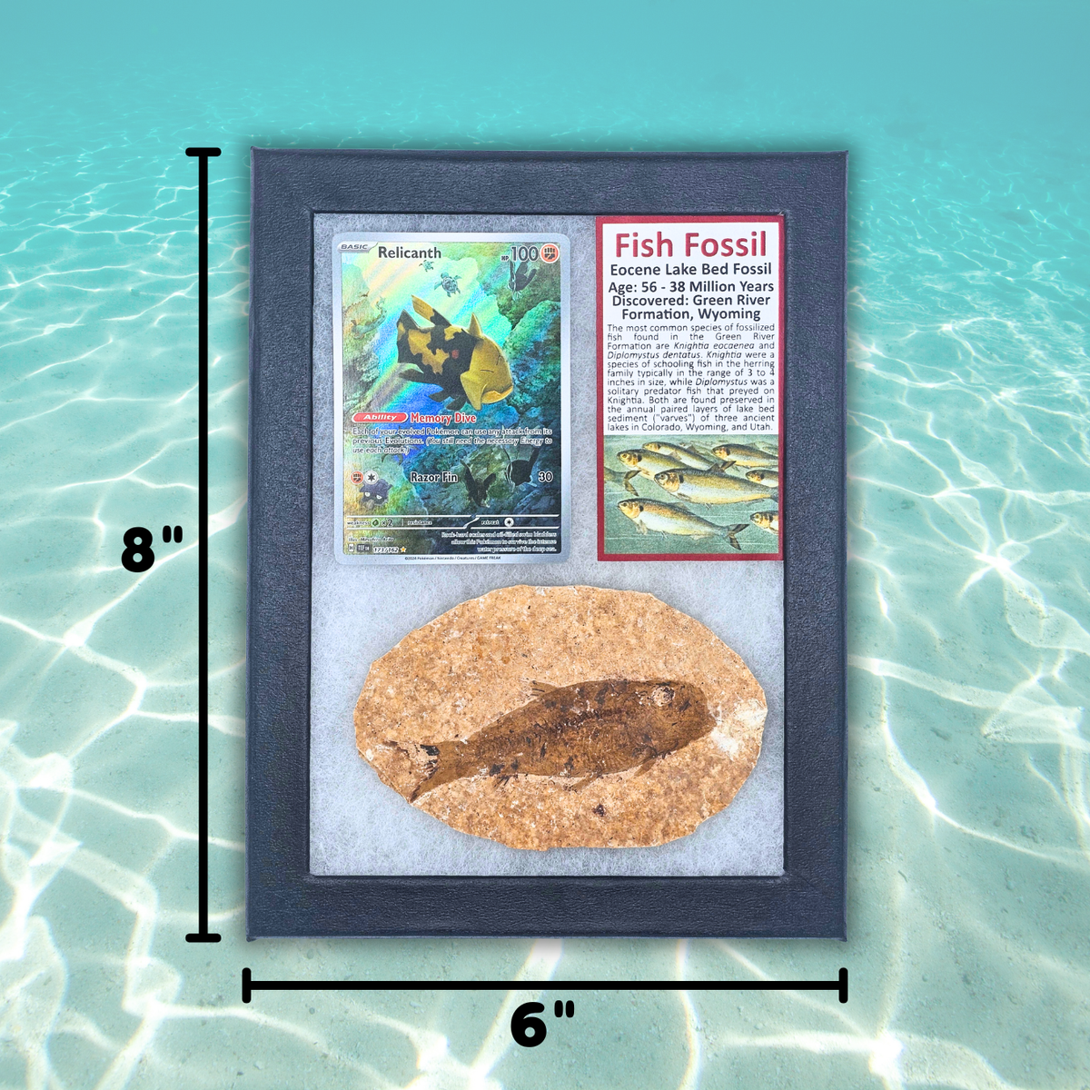 Pokémon Fossil Display - Relicanth Fish Fossil