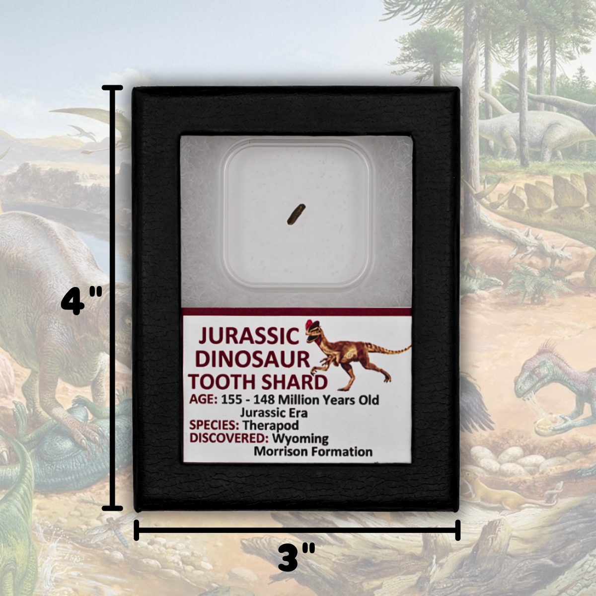 Jurassic Dinosaur Tooth Shard Display