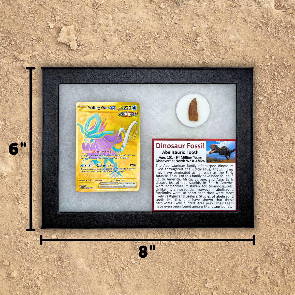 Pokémon Fossil Display - Walking Wake Abelisaurid Tooth