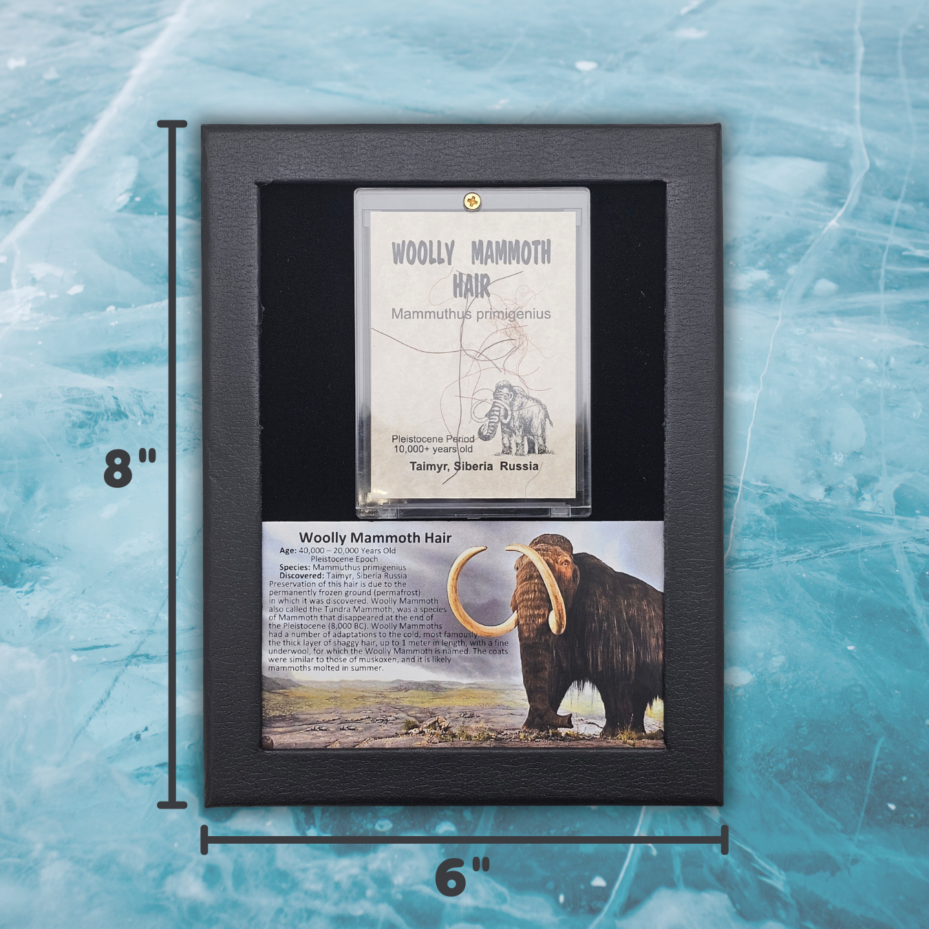 Woolly Mammoth Hair Display Frame