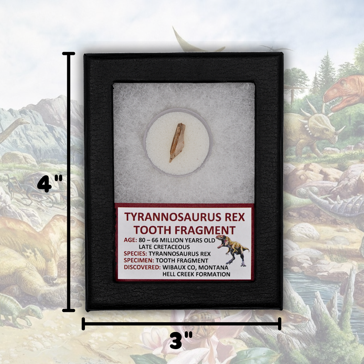 Tyrannosaurus Rex Tooth Fragment Display