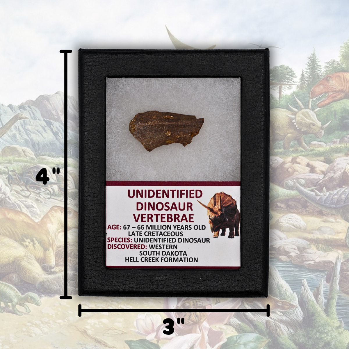 Unidentified Dinosaur Vertebrae Display