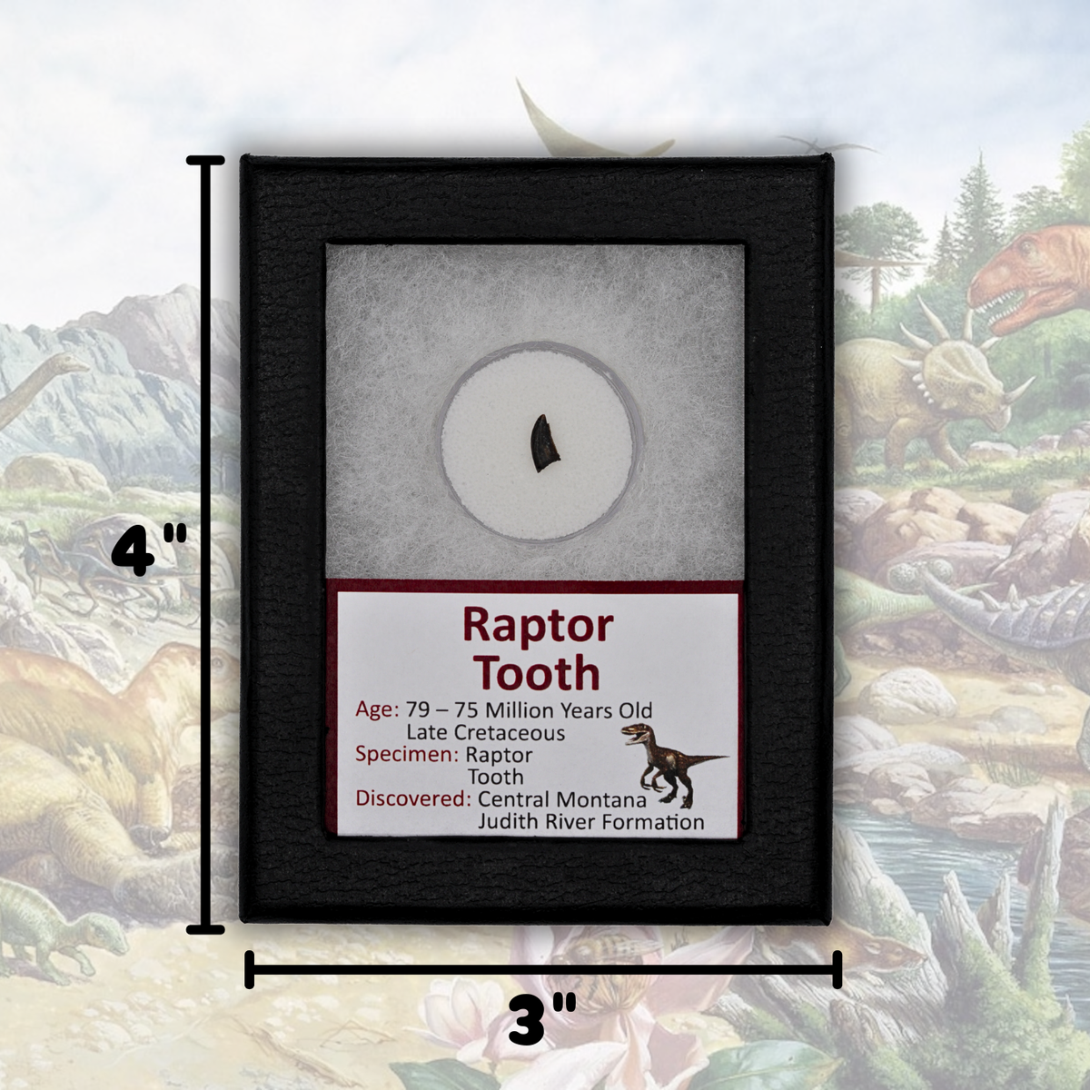 Raptor-Zahn-Fossil – Judith-River-Formation, Montana