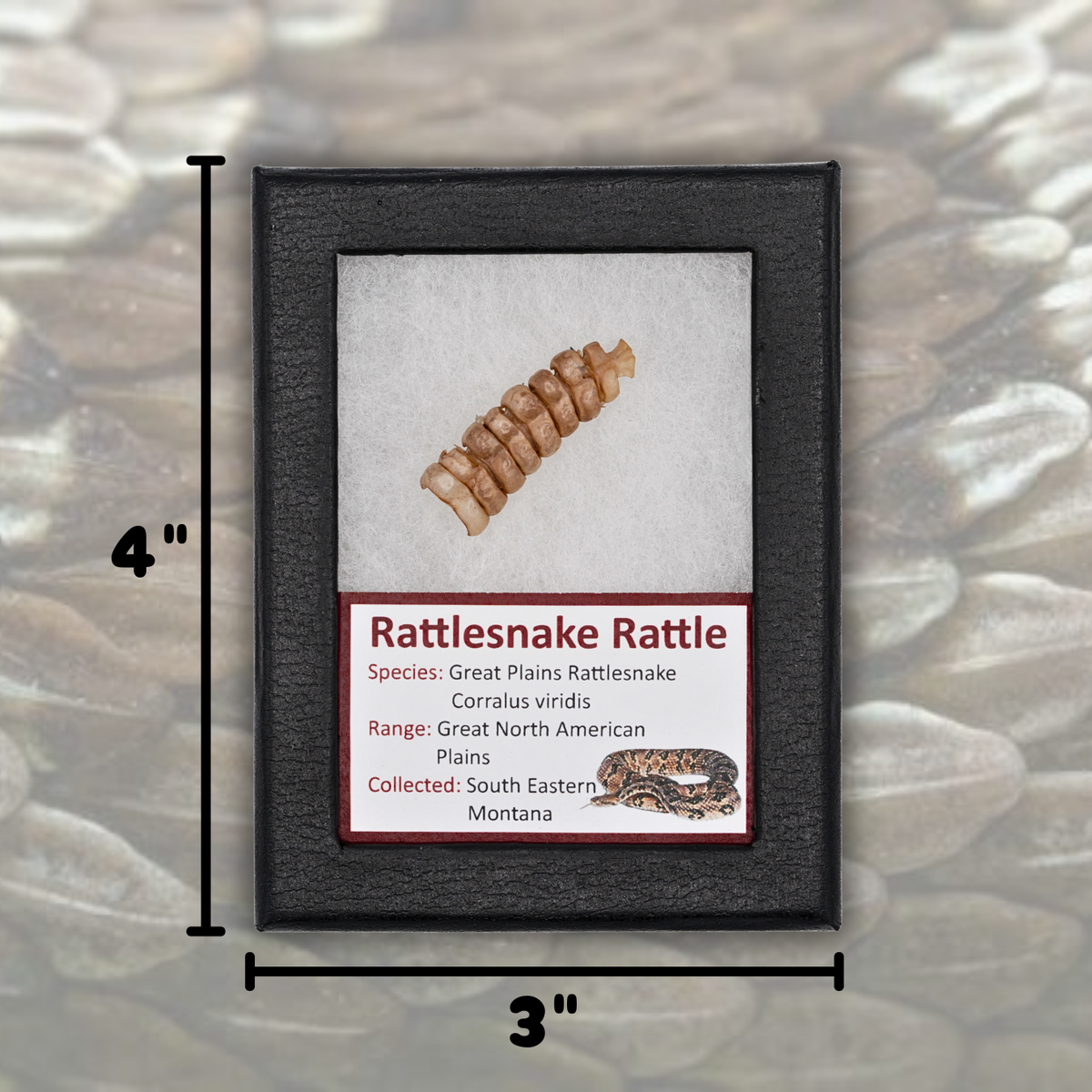 Rattlesnake Rattle Display
