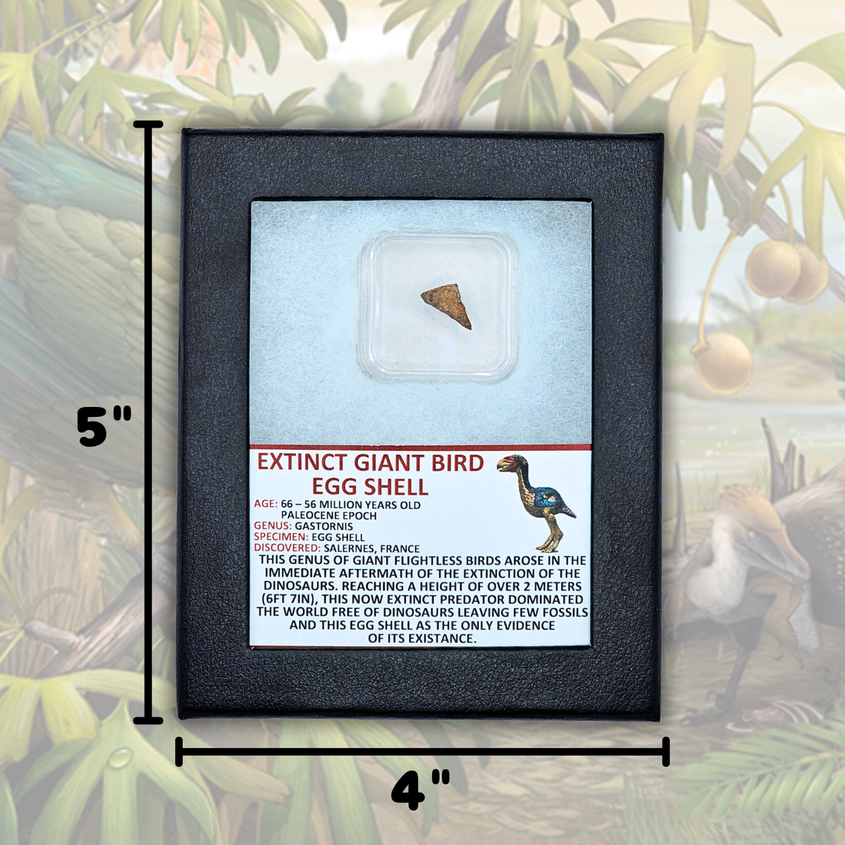 Extinct Giant Bird Eggshell Display