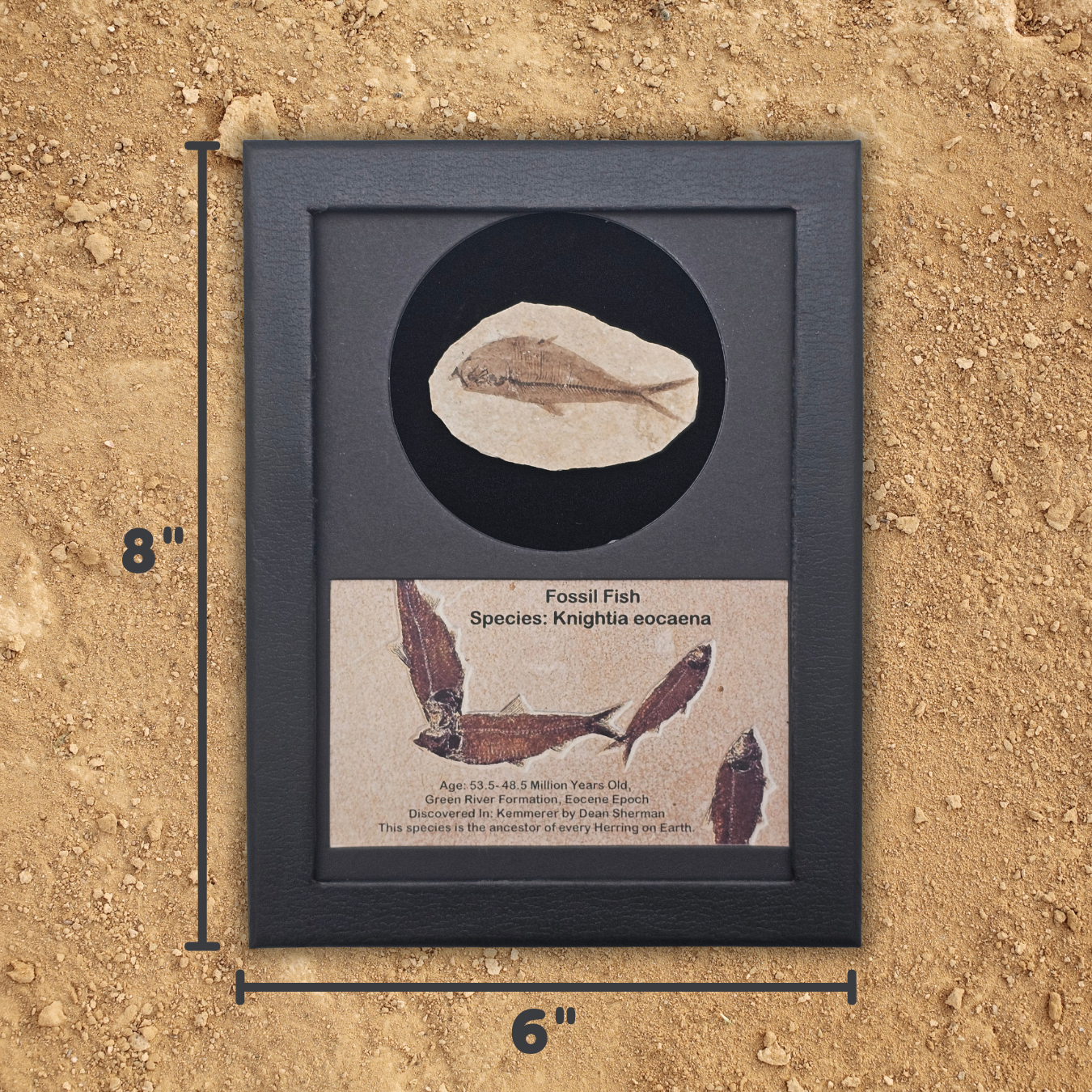 Fossil Fish Display