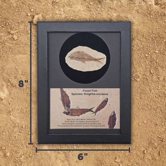Fossil Fish Display