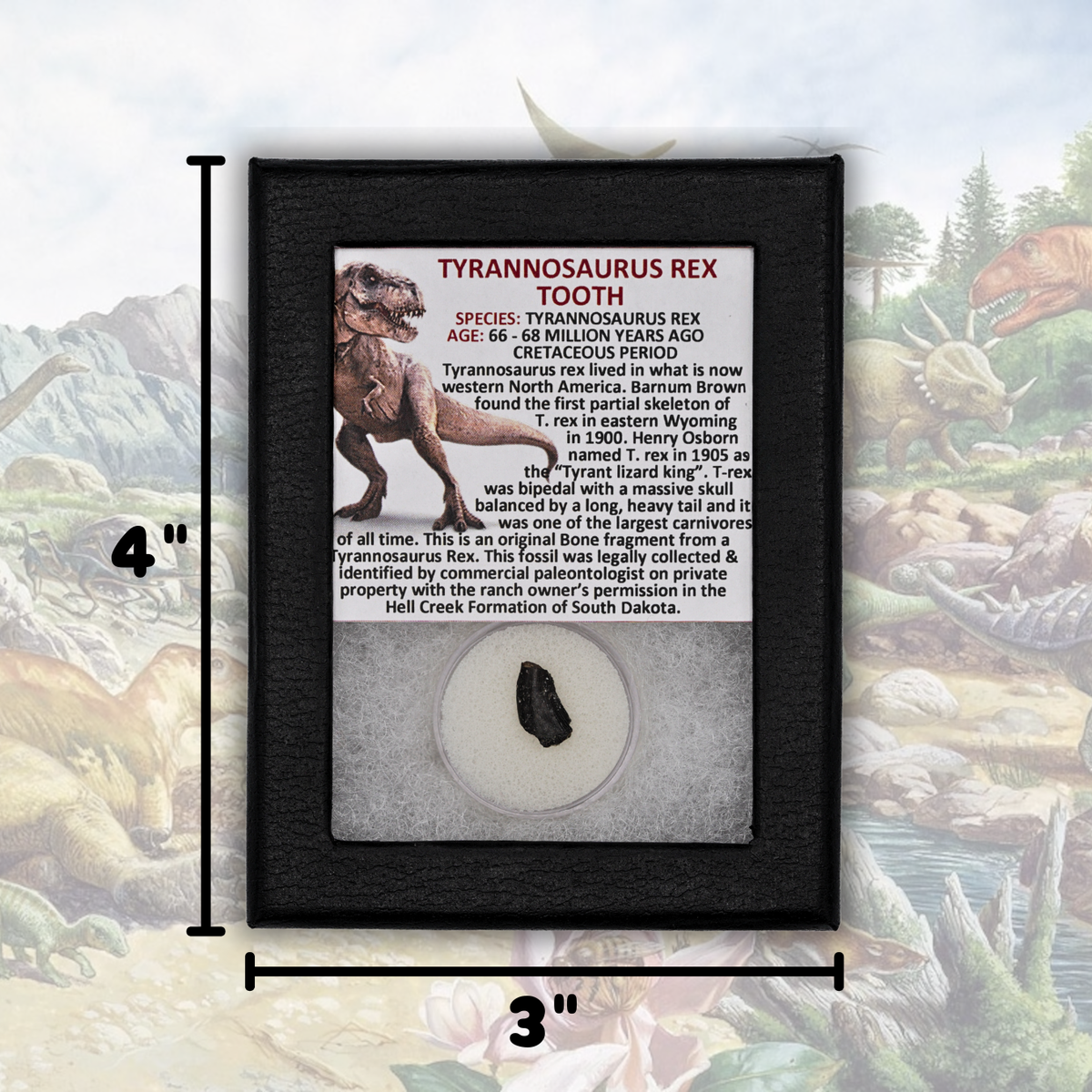 Tyrannosaurus Rex Tooth Display