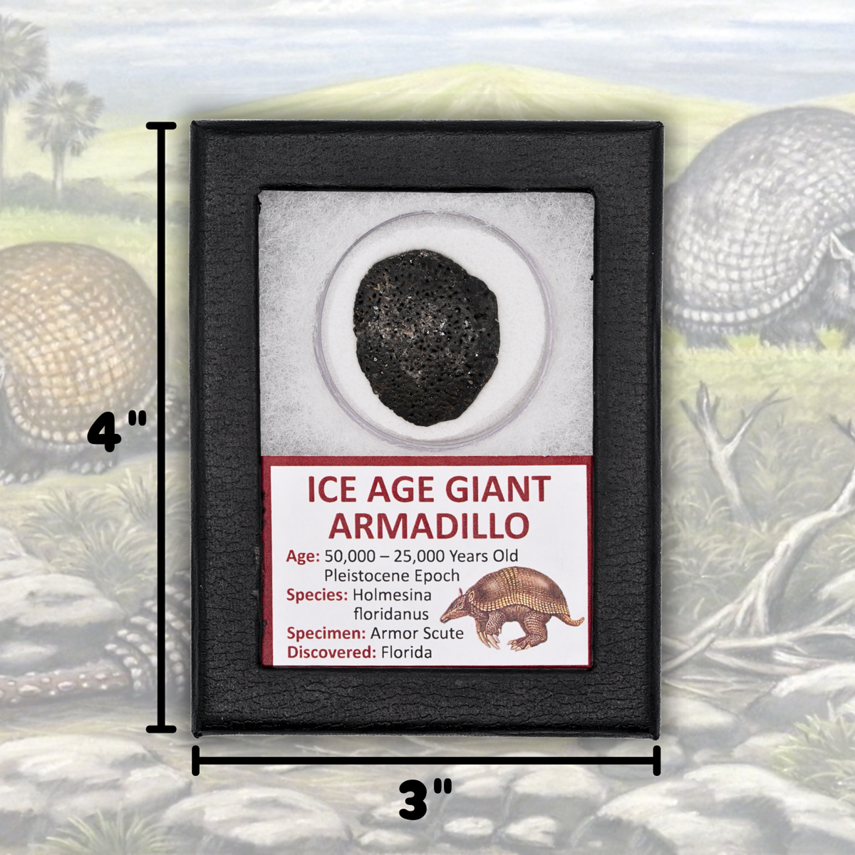 Ice Age Giant Armadillo Display - Holmesina Floridanus