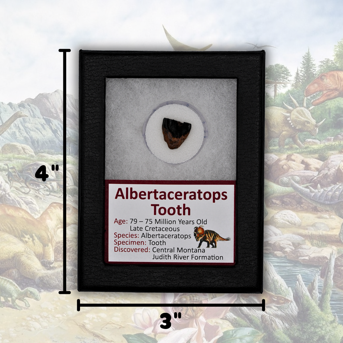 Albertaceratops Tooth Display