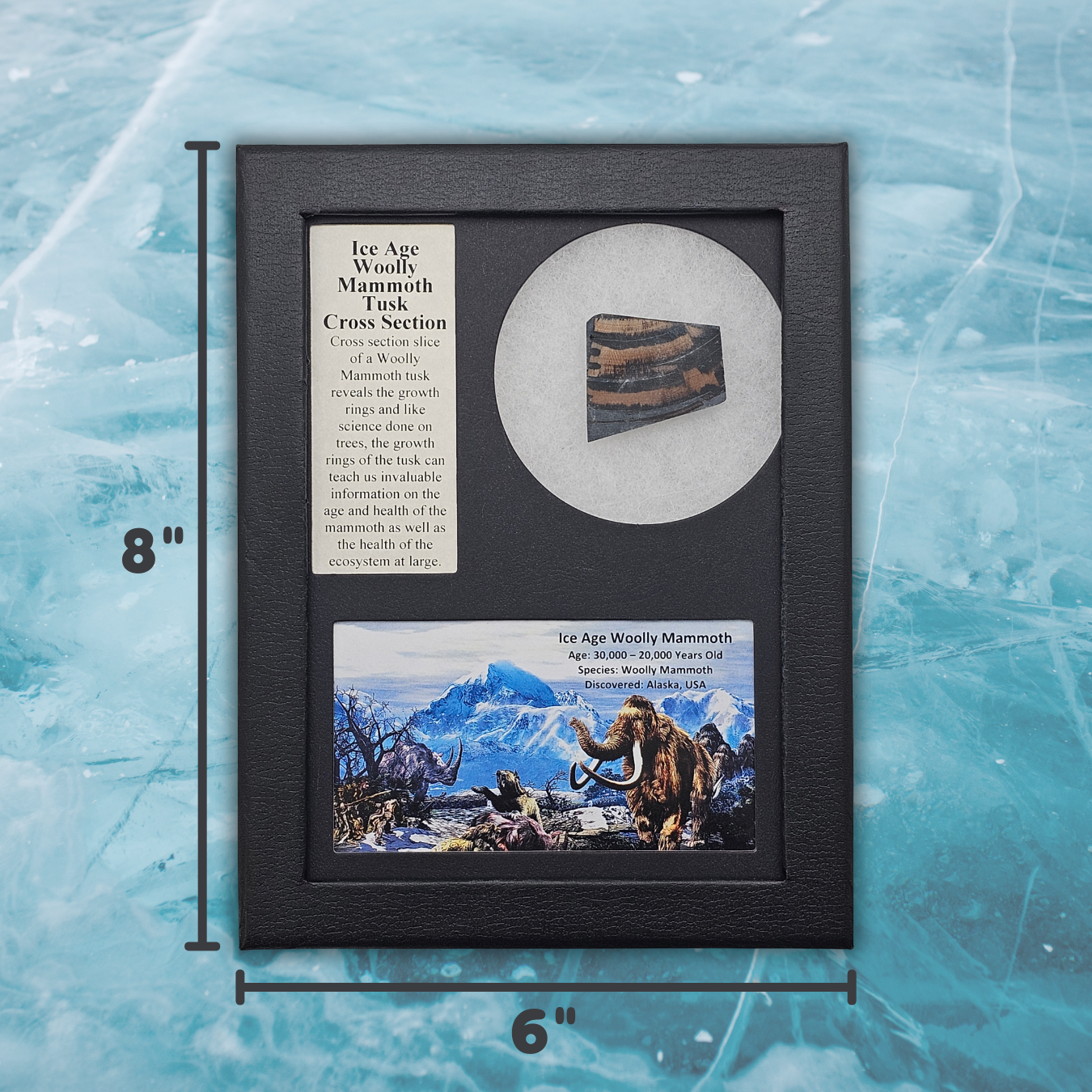 Woolly Mammoth Tusk Cross Section Display