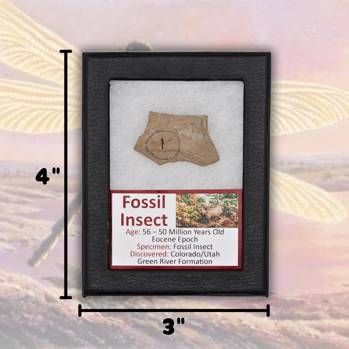 Fossil Insect Display