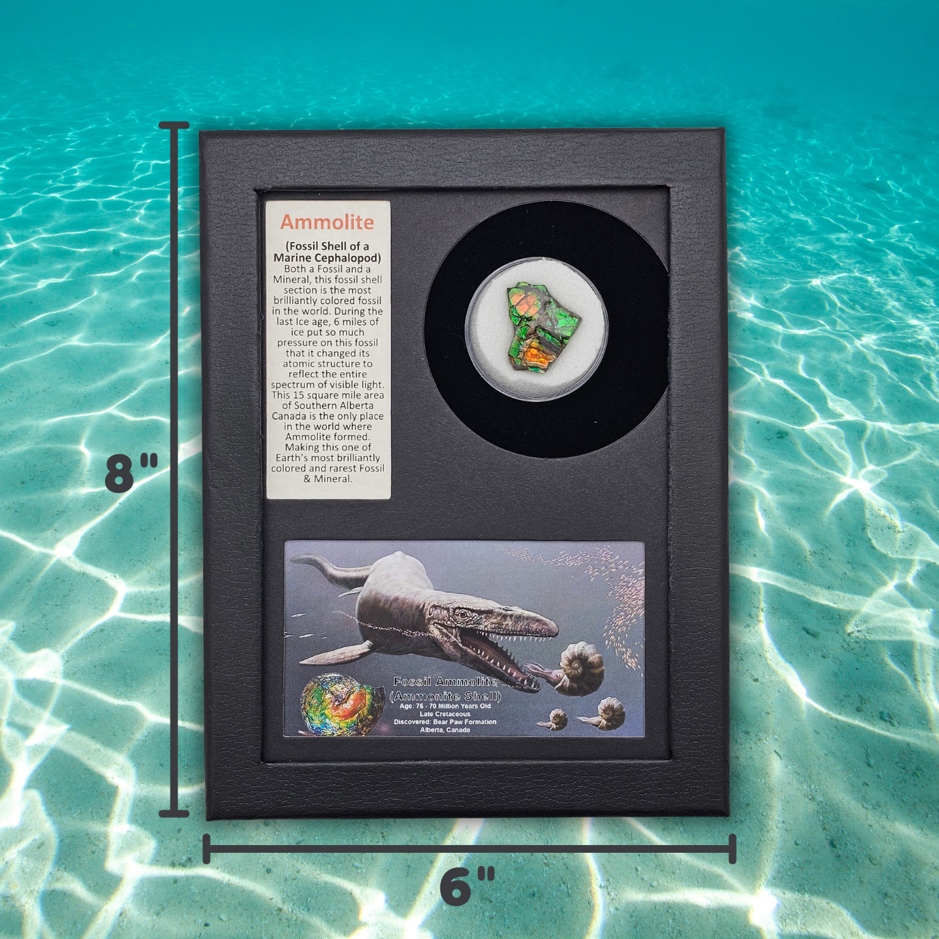 Ammolite Fossil Display