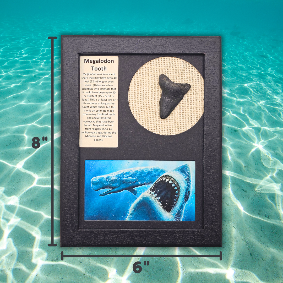 Megalodon Shark Tooth Display