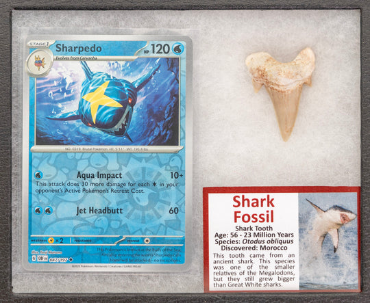 Card featuring a shark and a shark tooth fossil in a display case.