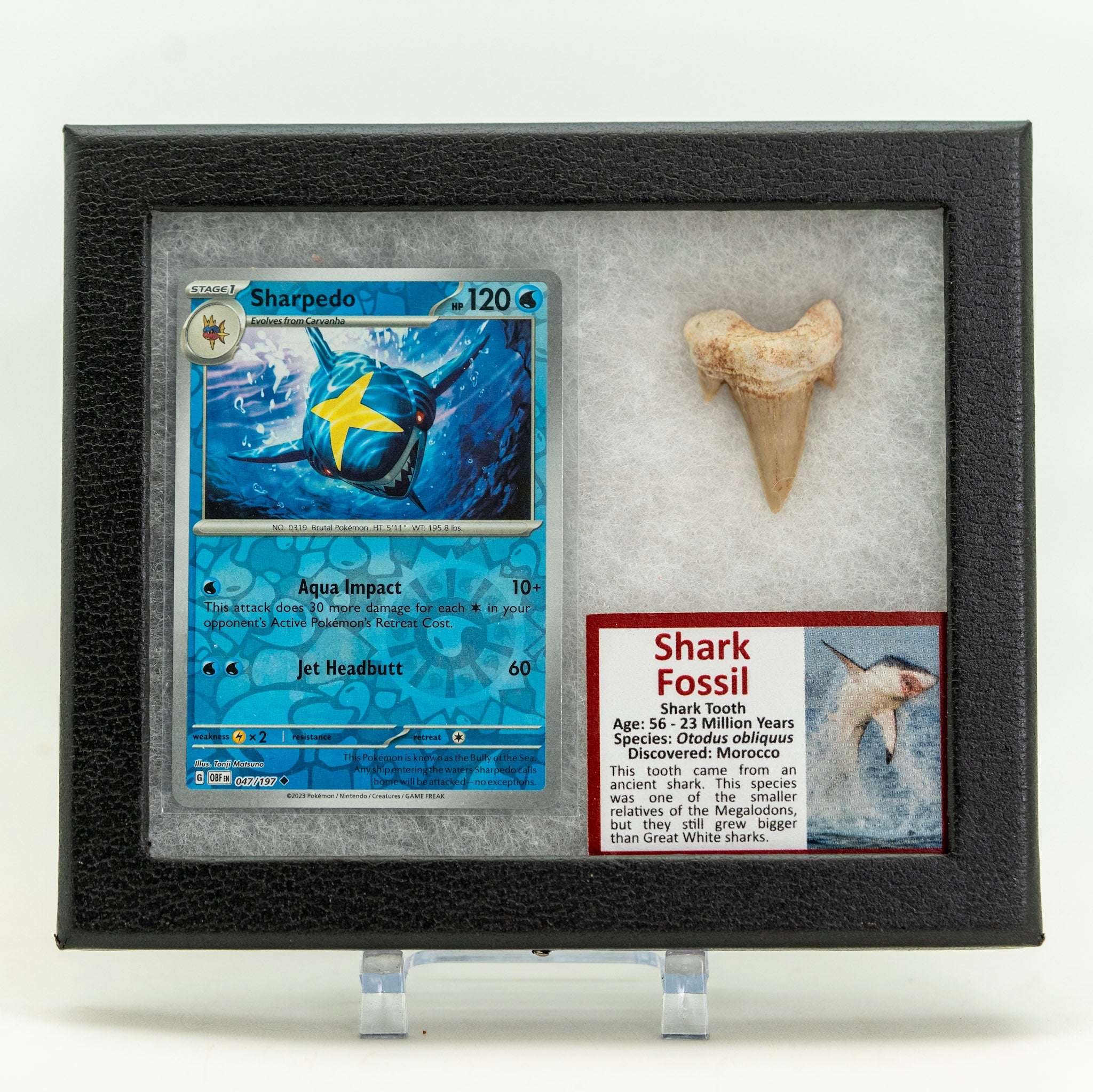 Pokémon Fossil Display – Sharpedo with Real Shark Tooth – The Smoky ...