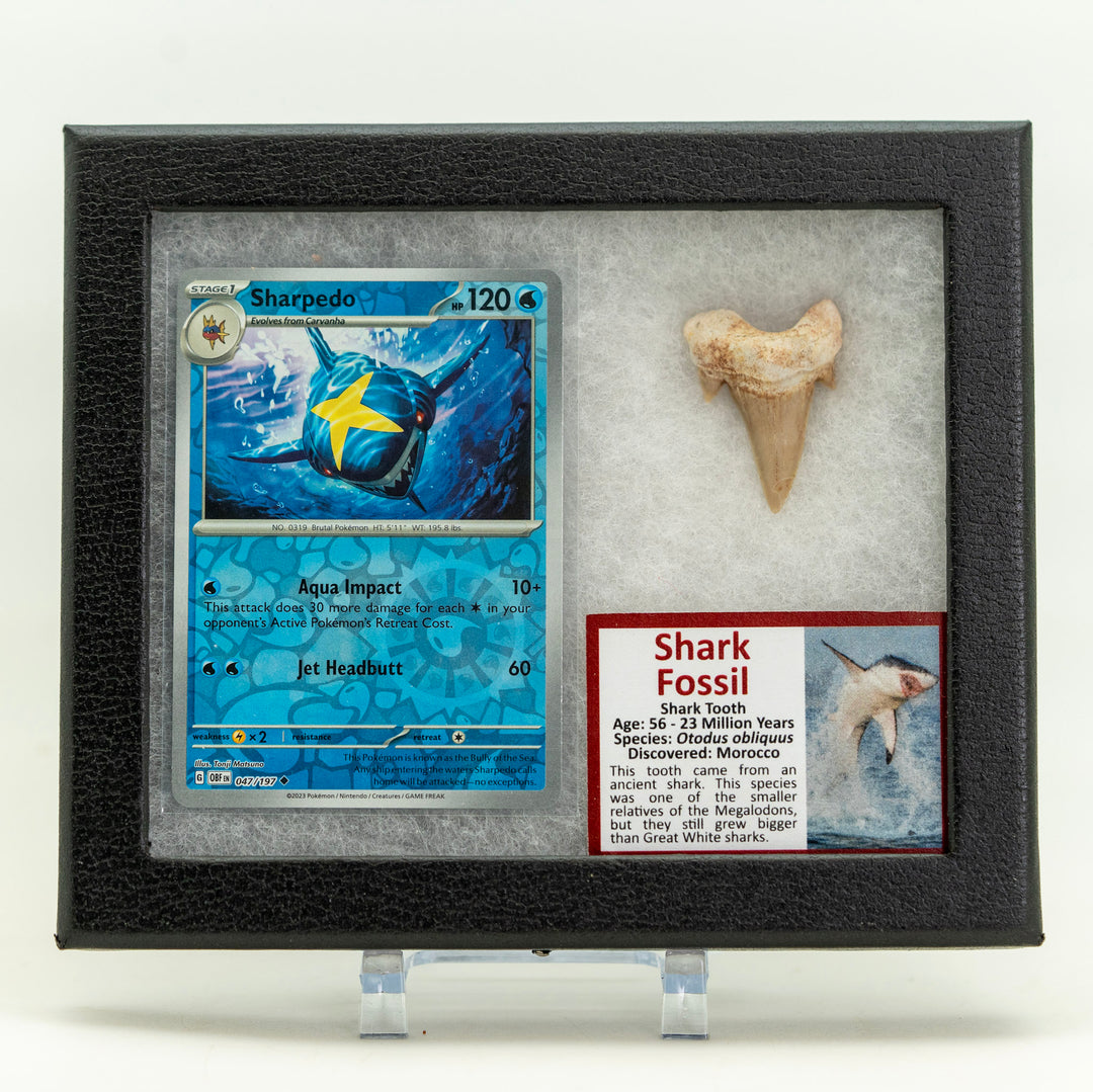 Framed display of a trading card and shark tooth with descriptive text on a white background