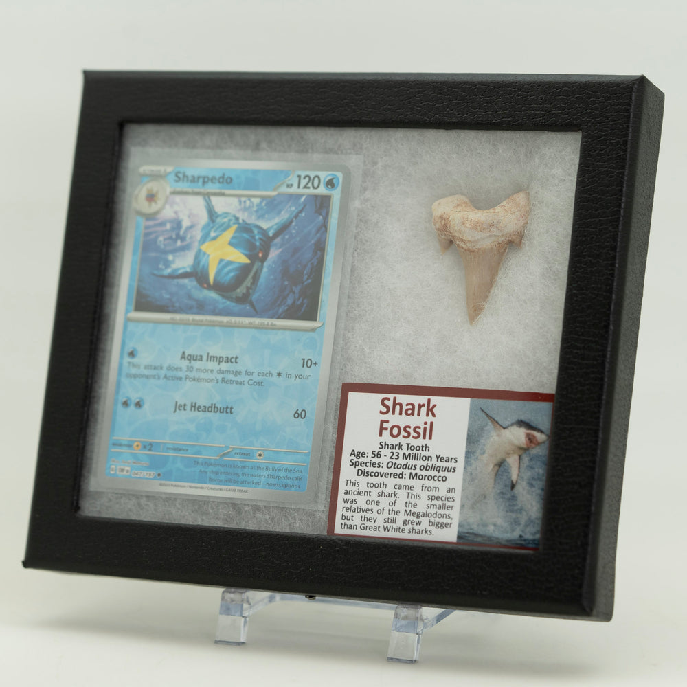 Pokémon Fossil Vitrine – Tohaido mit echtem Haifischzahn