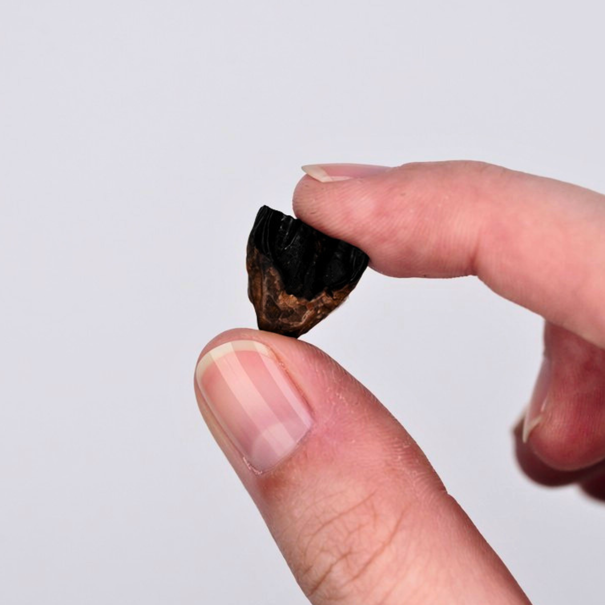 Albertaceratops Tooth Display