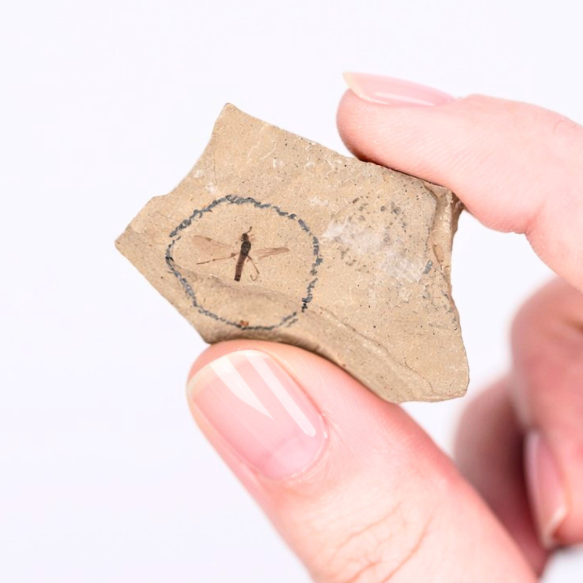 Fossil Insect Display