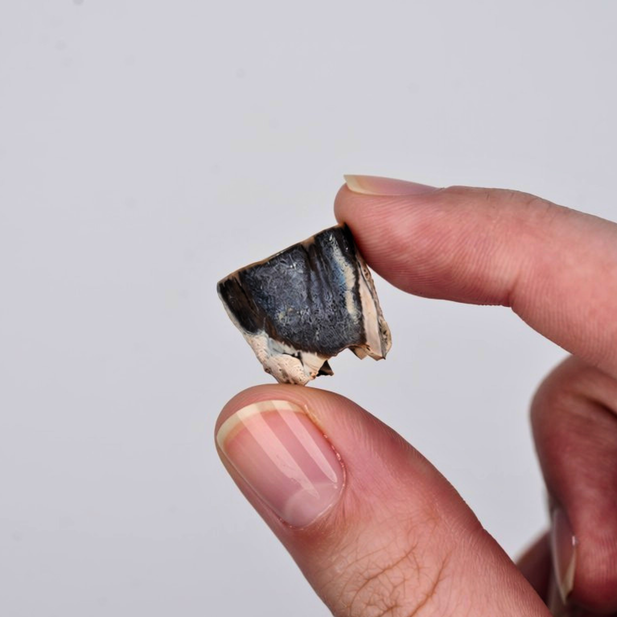 Triceratops Tooth Fossil Display