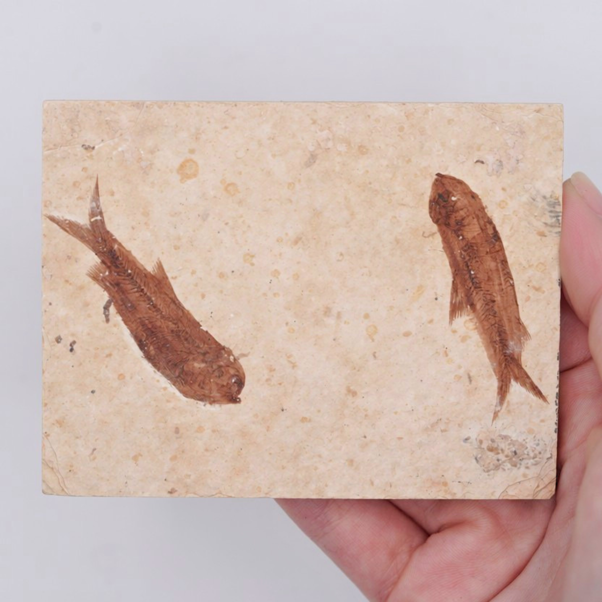 Fossil Fish Family Display