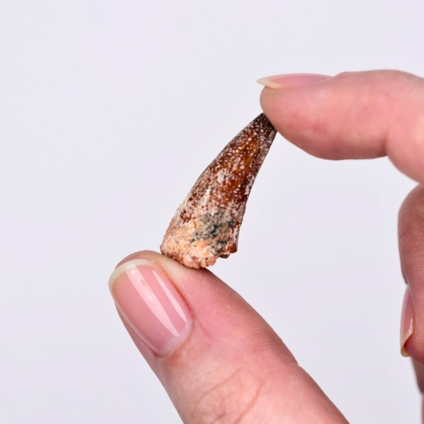 Juvenile Spinosaurus Teeth