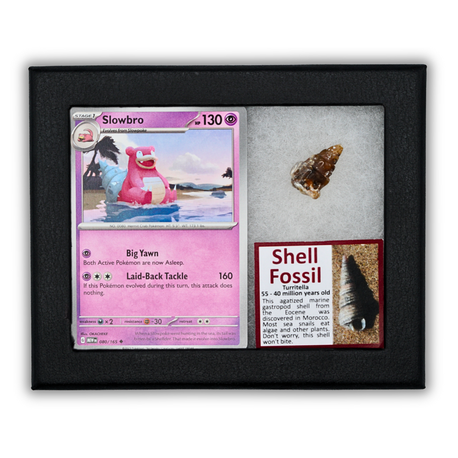 Pokémon Fossil Display - Slowbro with Shell Fossil
