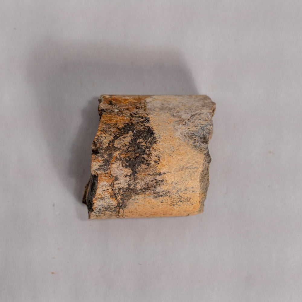 Fossil Chunk against white background