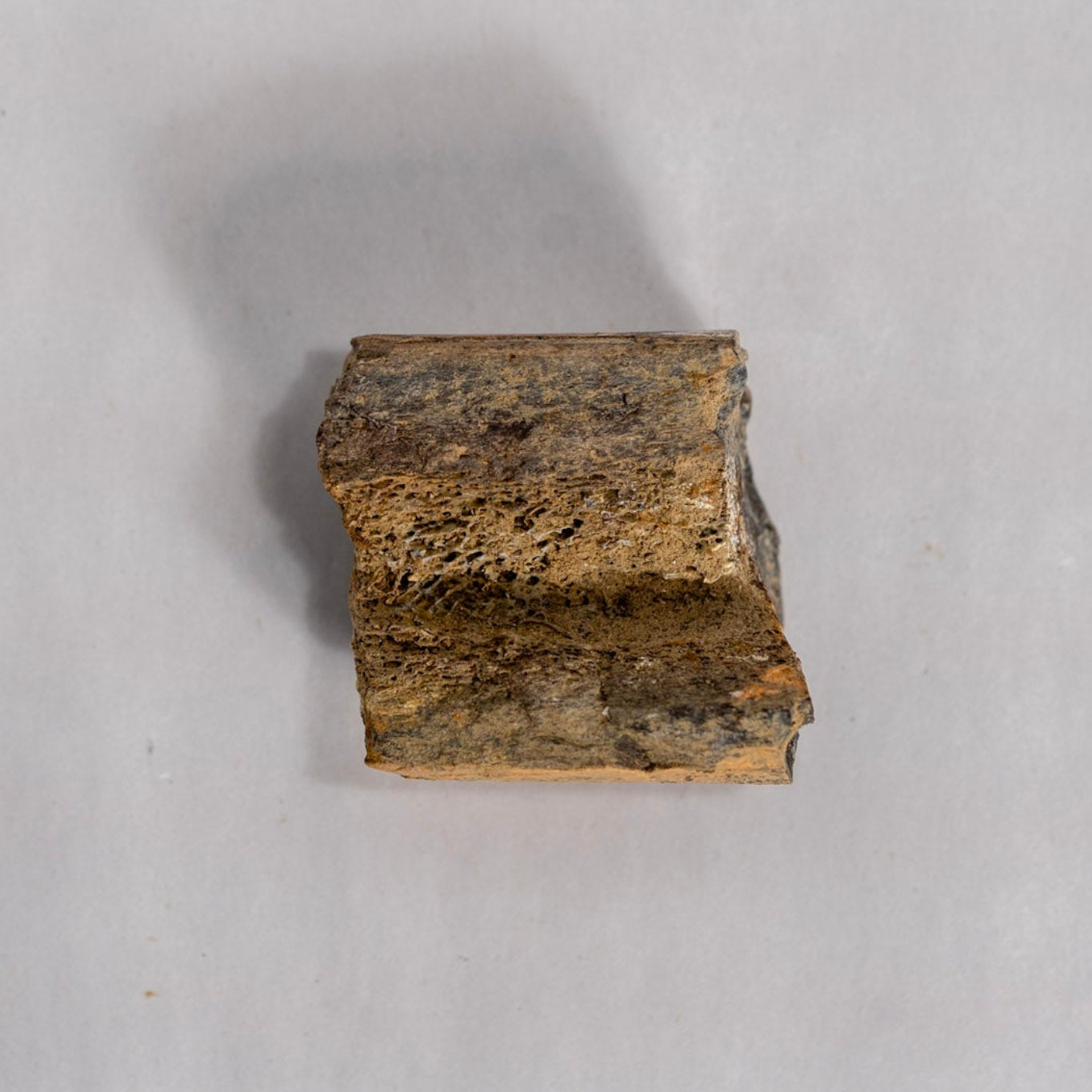 Fossil Bone Chunk against white background