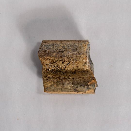 Fossil Bone Chunk against white background