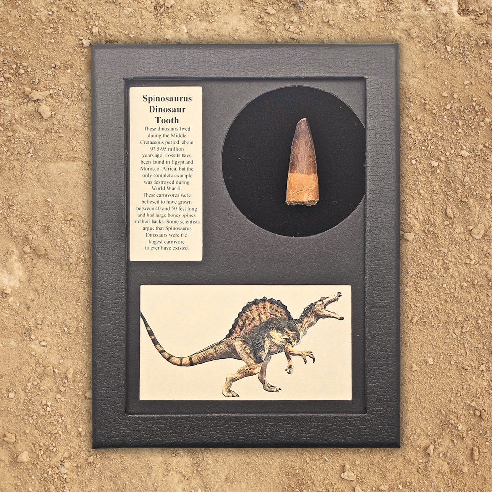 Framed Spinosaurid dinosaur tooth with educational text and a dinosaur illustration on a sandy background.
