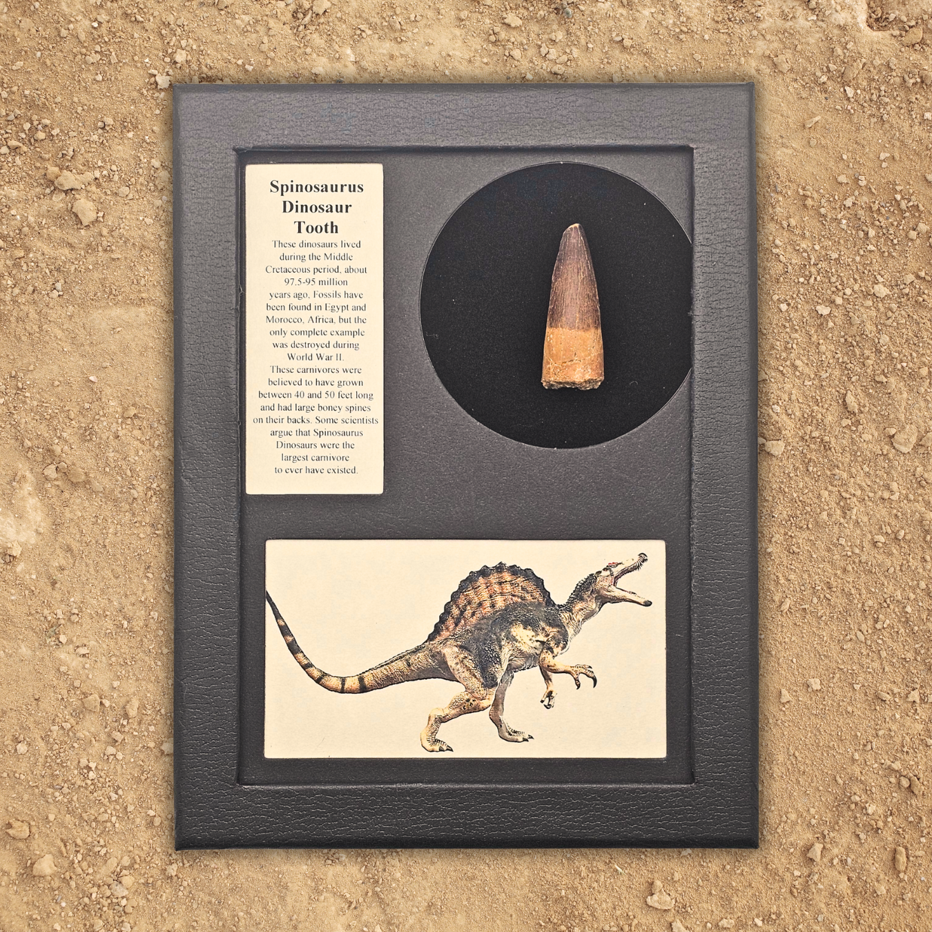 Framed Spinosaurid dinosaur tooth with educational text and a dinosaur illustration on a sandy background.