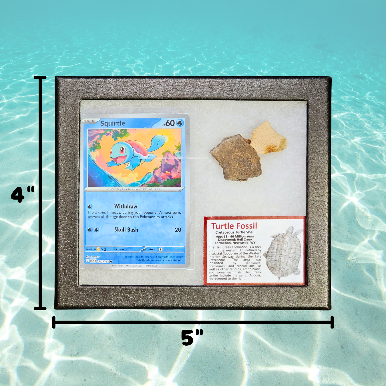 Pokémon Fossil-Display – Schiggy mit Schildkrötenpanzer-Fossil