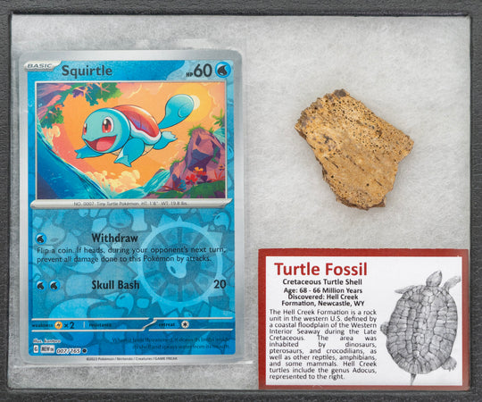 Pokémon Fossil-Display – Schiggy mit Schildkrötenpanzer-Fossil