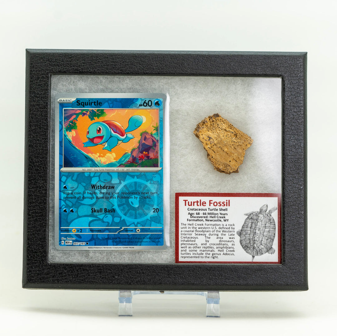 Pokmon Fossil Display Squirtle with Turtle Shell Fossil The Smoky Mountain Relic Room Pokmon Fossil Display Squirtle with Turtle Shell Fossil The Smoky Mountain Relic Room