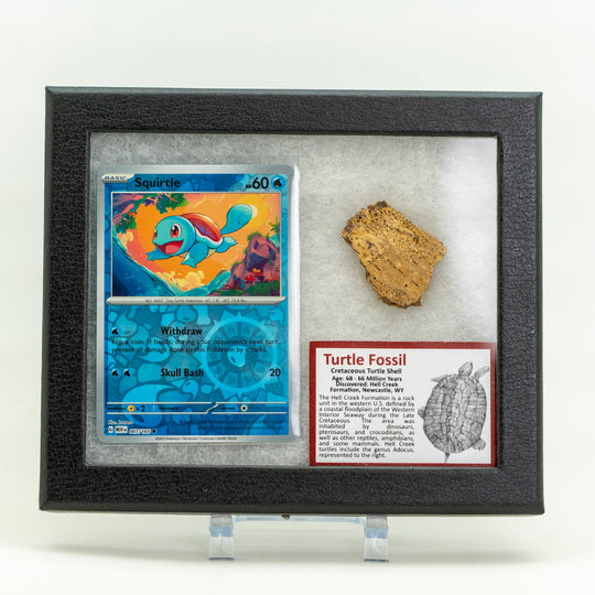 Framed display of a trading card and turtle fossil with educational text on a white background