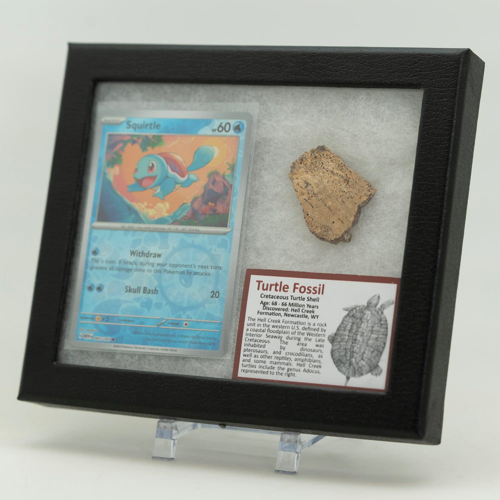 Framed display of a trading card and turtle fossil with descriptive text.