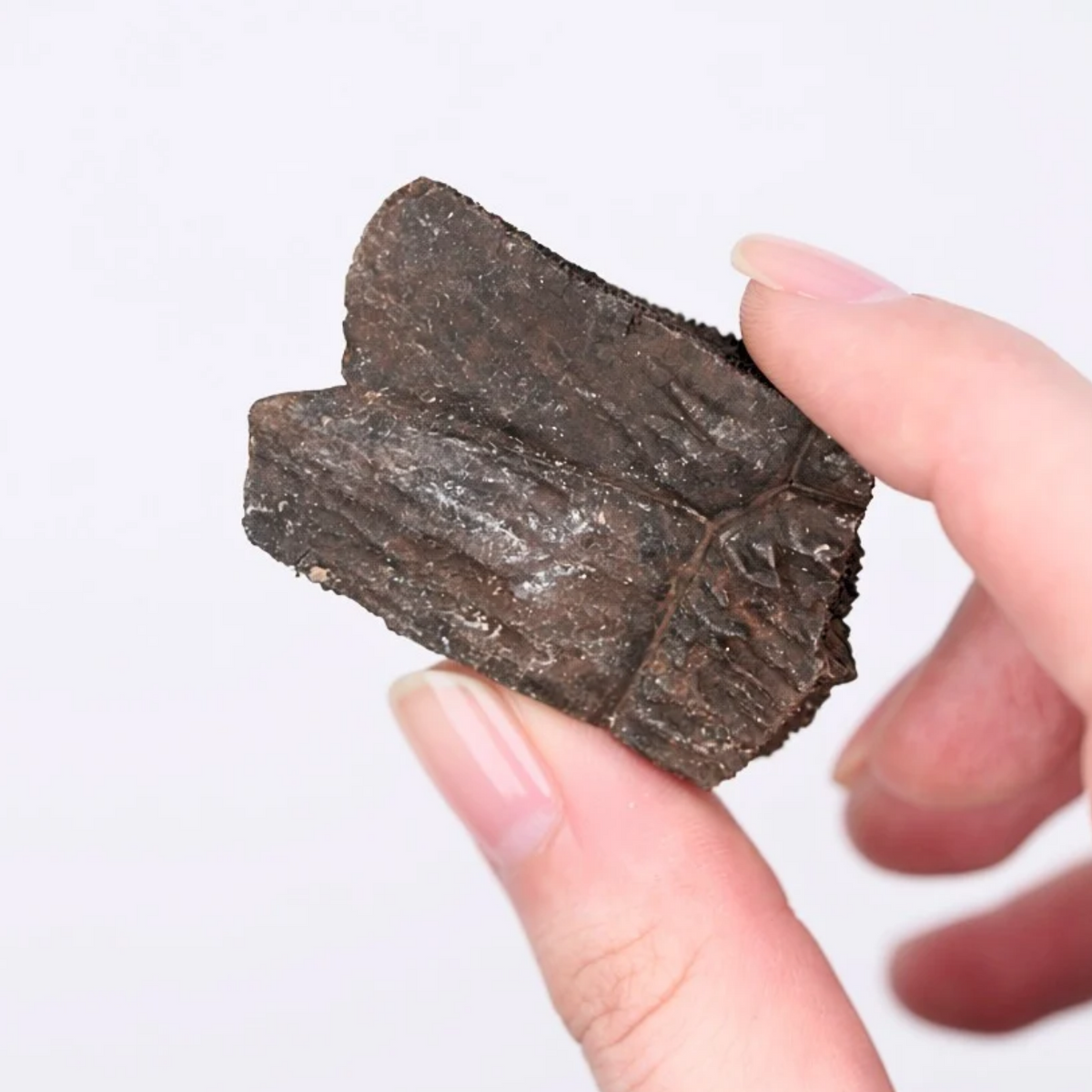 Pokémon Fossil Display - Torkoal with Tortoise Shell Fossil