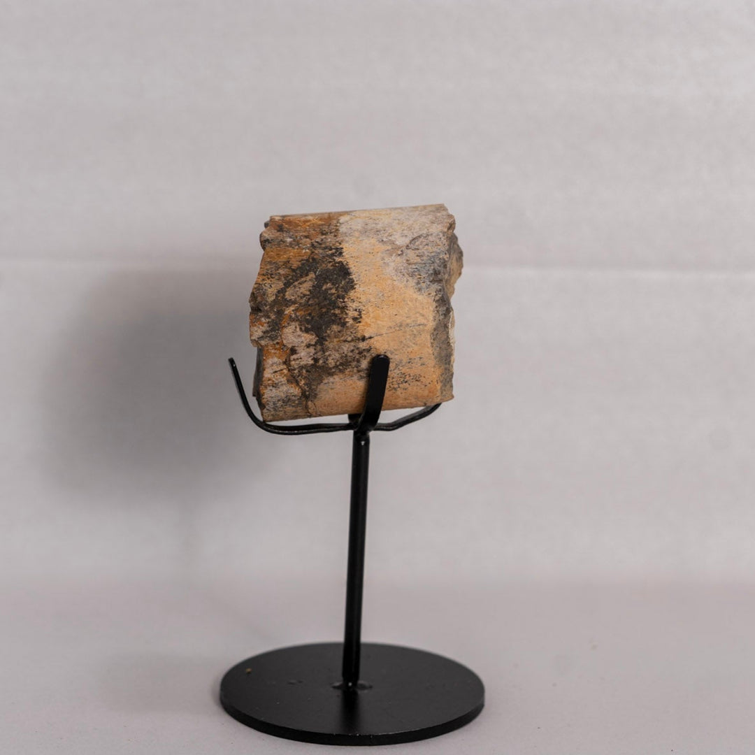 Fossil on stand against white background