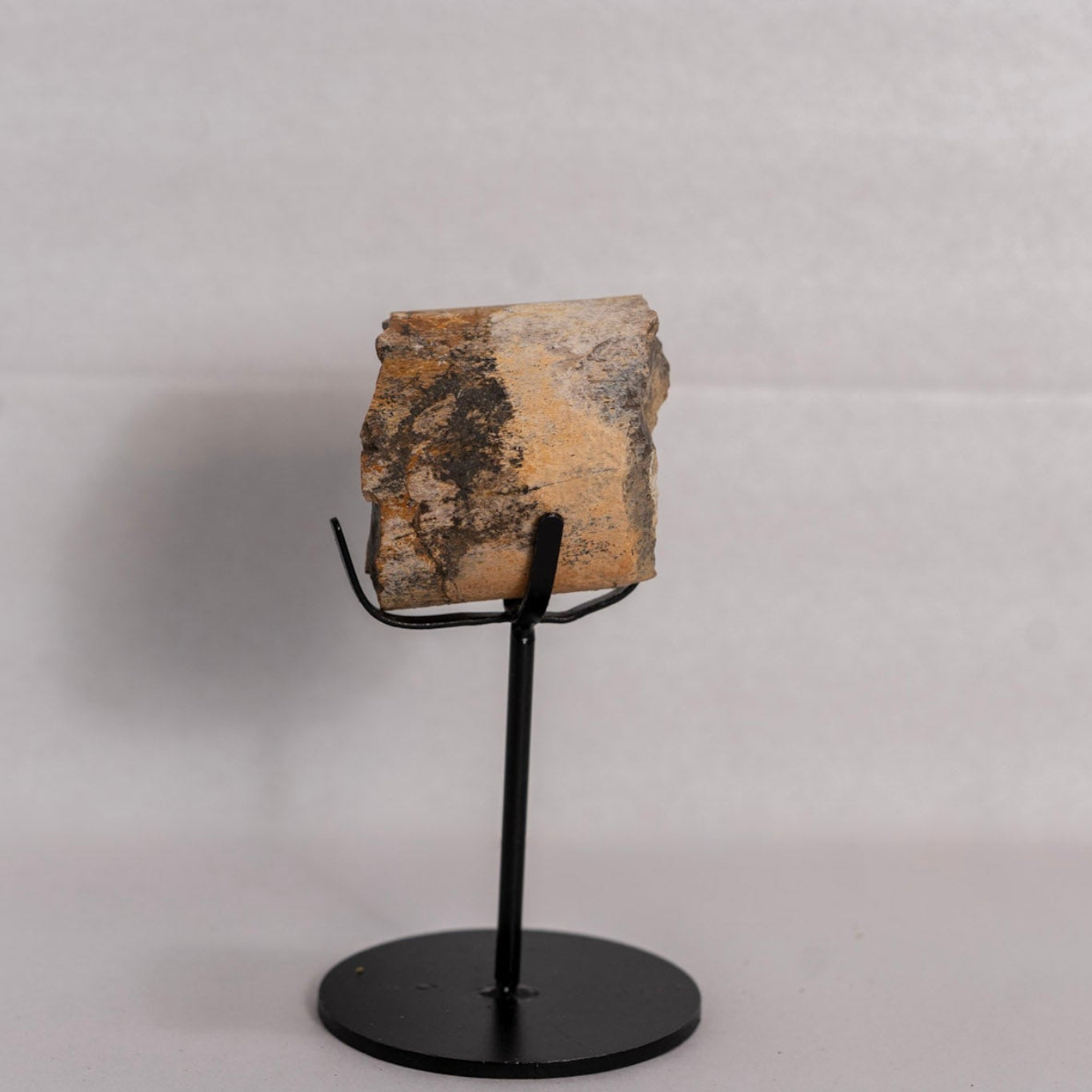 Fossil on stand against white background