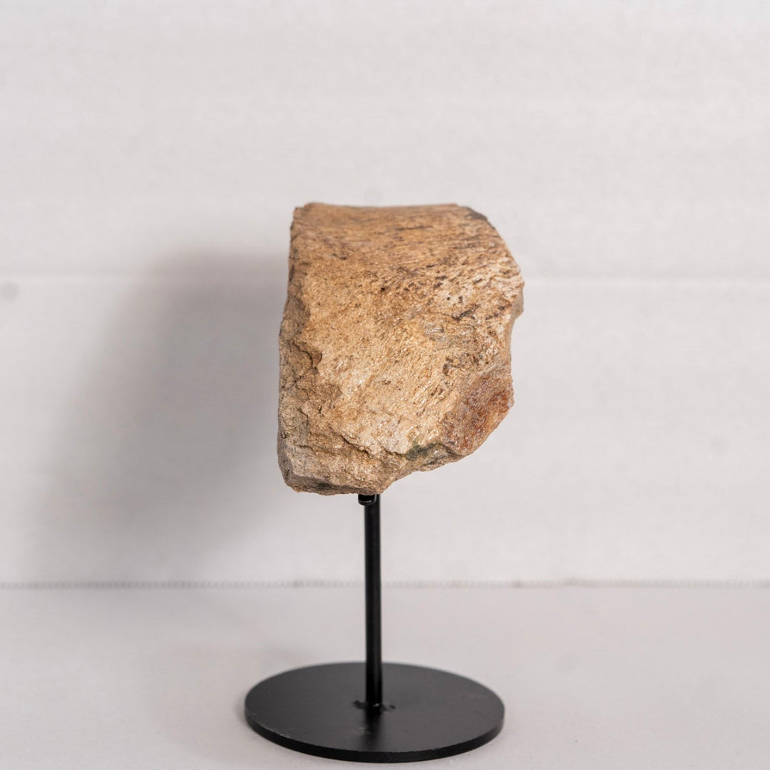 Fossil on stand against white background