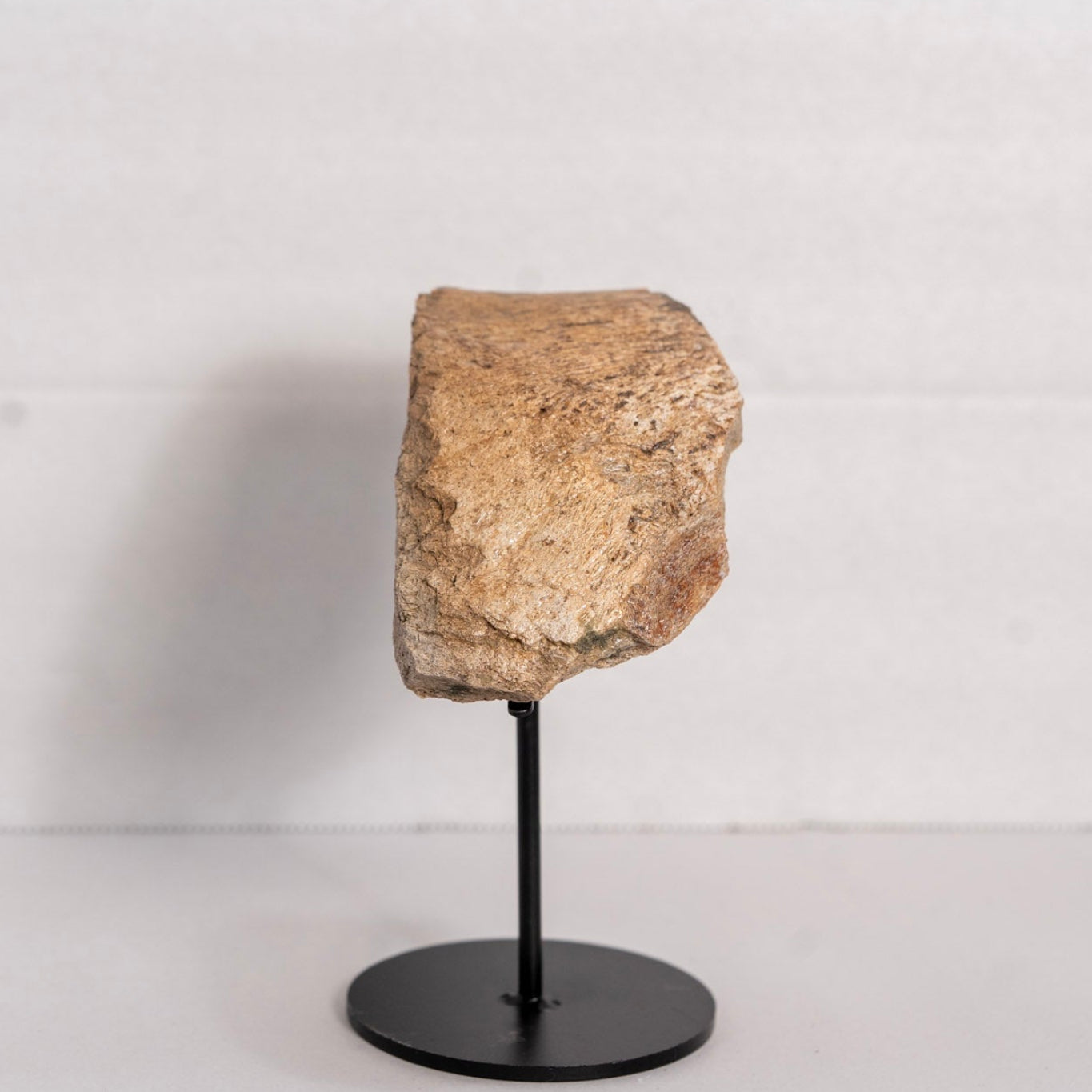 Fossil on stand against white background