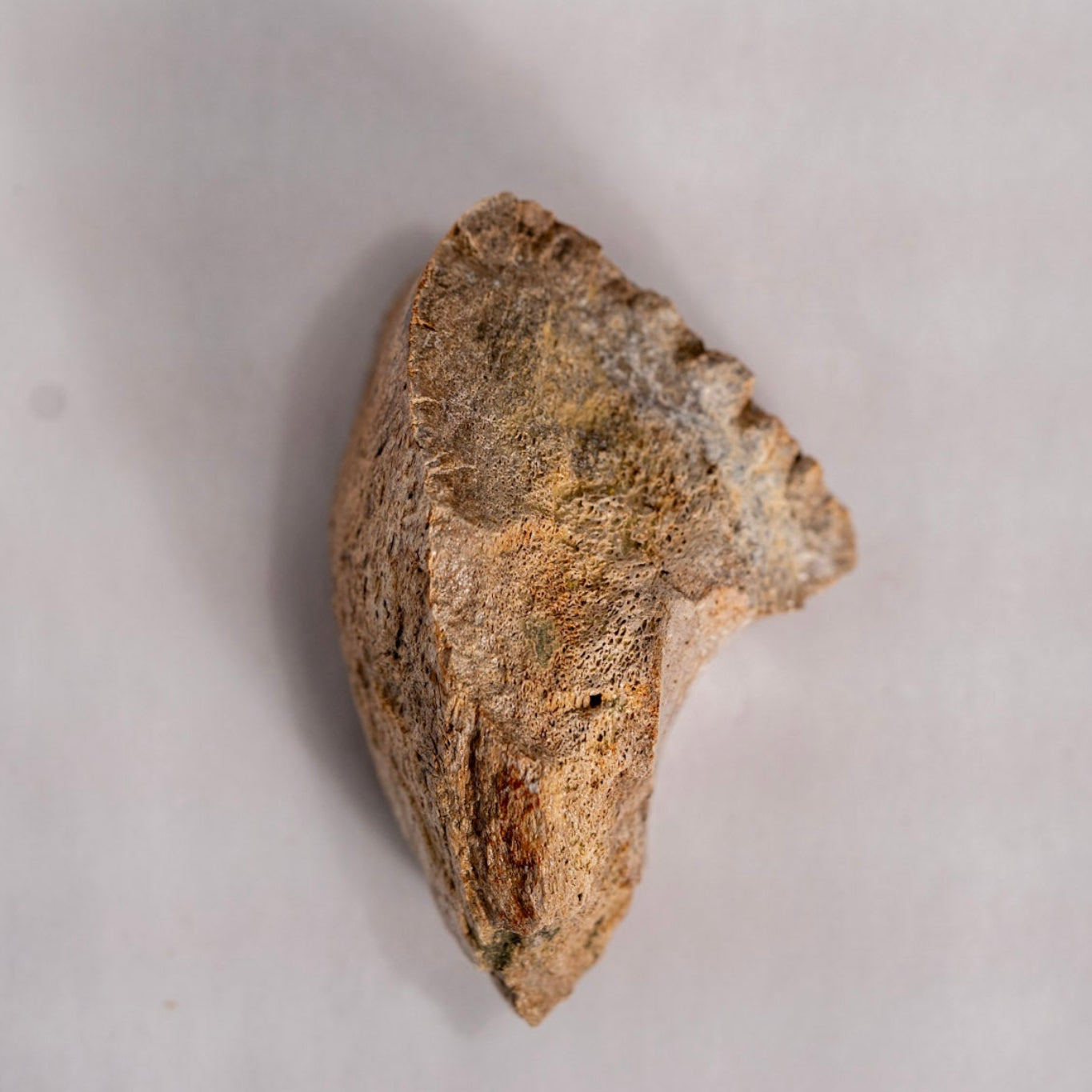 fossil on white back ground