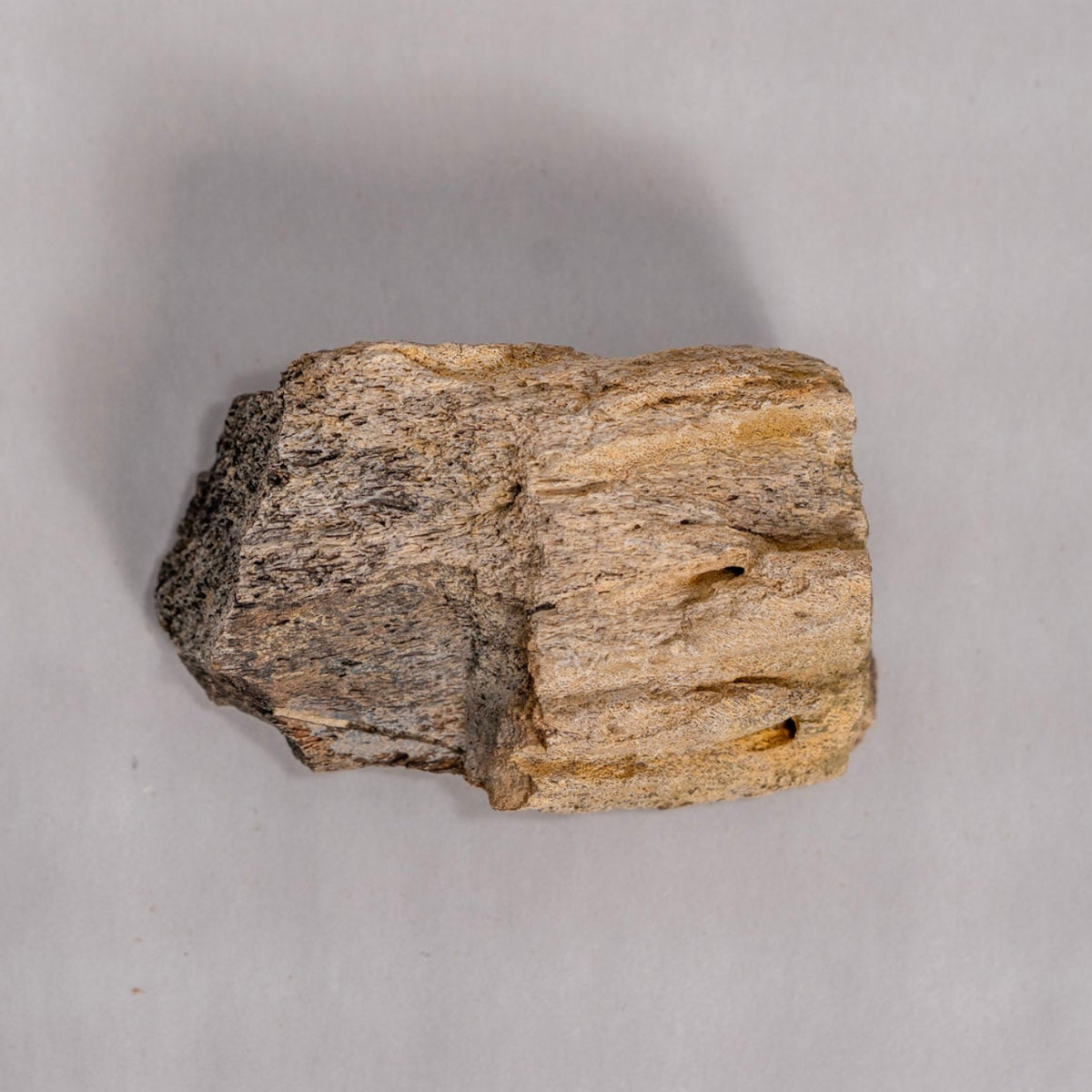Light brown fossil against white back ground