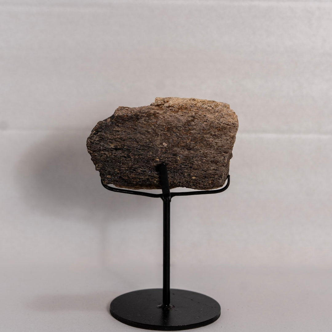 fossil on stand with white background