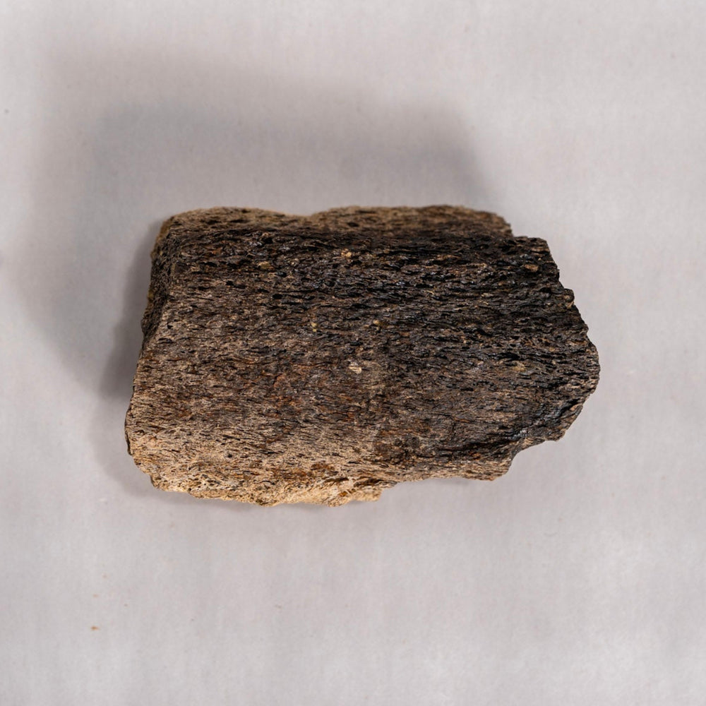 Dark fossil against white background