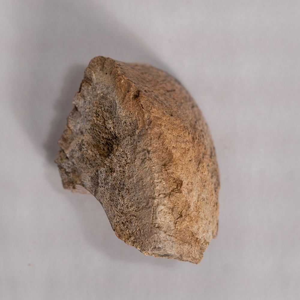 Fossil top view on white background