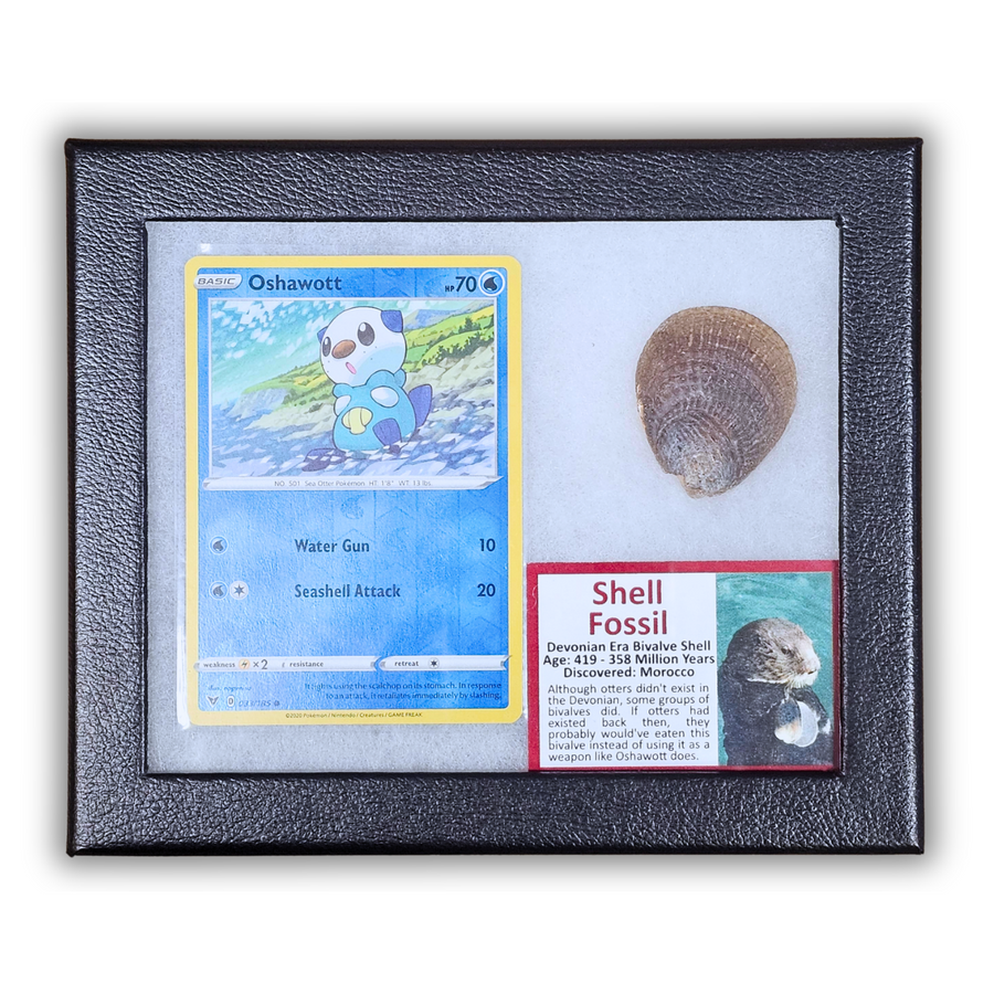 Oshawott Pokémon Fossil Display